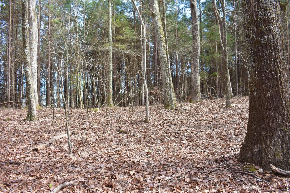 23.4-acres Toestring Valley Road Spring City, TN 37381 - Photo 32 of 40 DSC_0065 (Medium)
