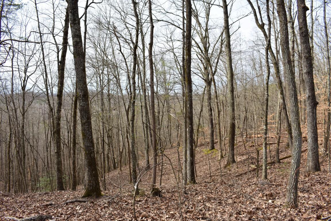 23.4-acres Toestring Valley Road Spring City, TN 37381 - Photo 33 of 40 DSC_0066 (Medium)