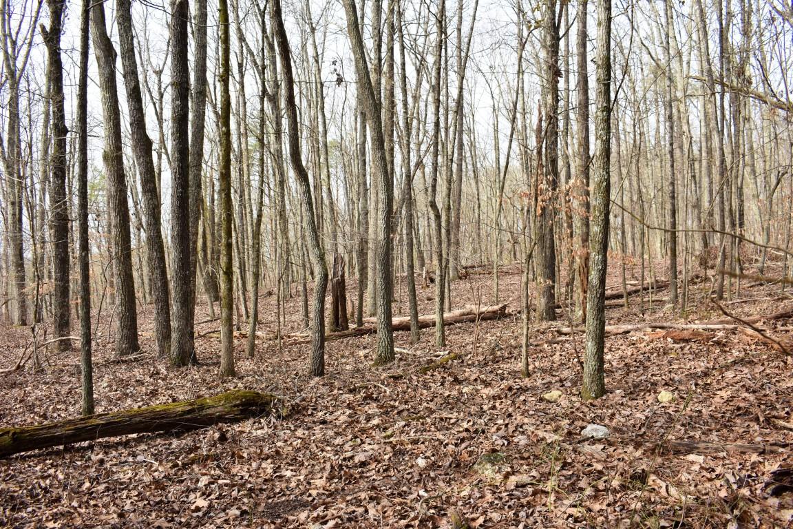 23.4-acres Toestring Valley Road Spring City, TN 37381 - Photo 34 of 40 DSC_0068 (Medium)