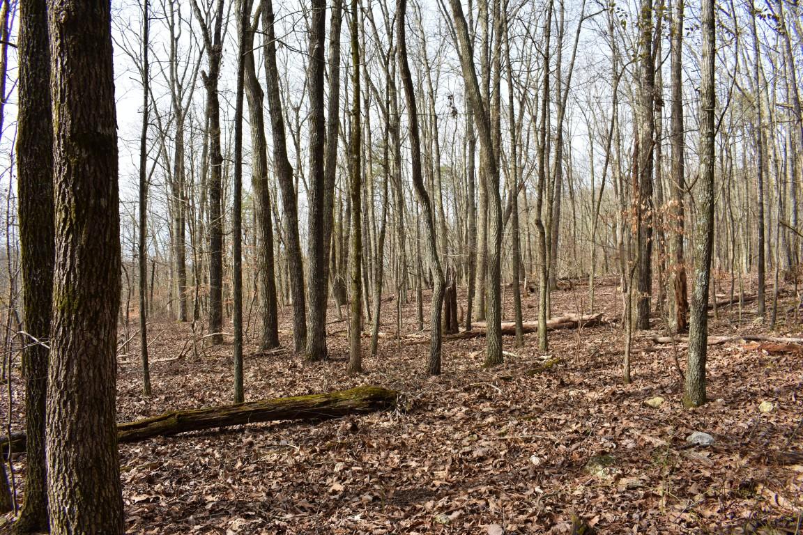 23.4-acres Toestring Valley Road Spring City, TN 37381 - Photo 35 of 40 DSC_0071 (Medium)