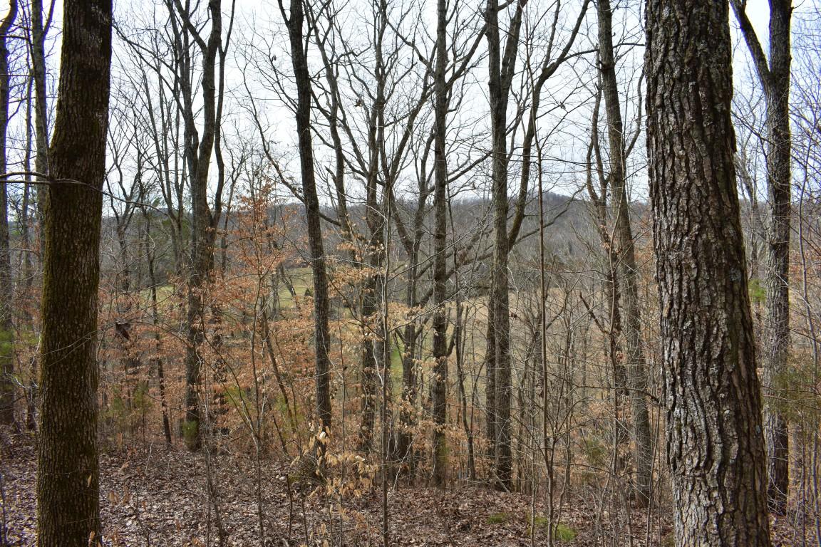 23.4-acres Toestring Valley Road Spring City, TN 37381 - Photo 38 of 40 DSC_0007 (Medium)