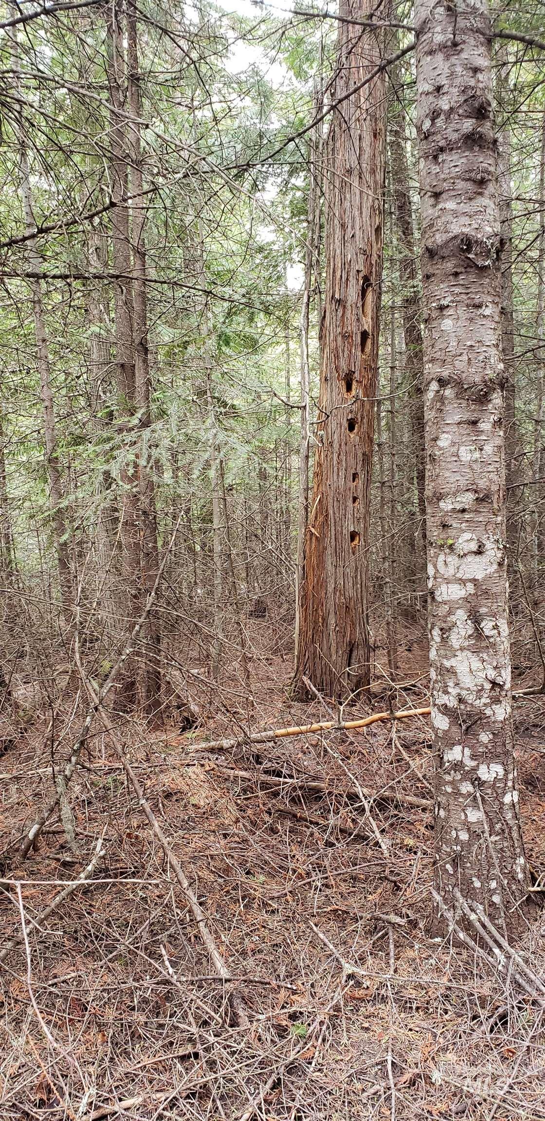 80 East Ridge Drive St. Maries, ID 83861 - Photo 16 of 33