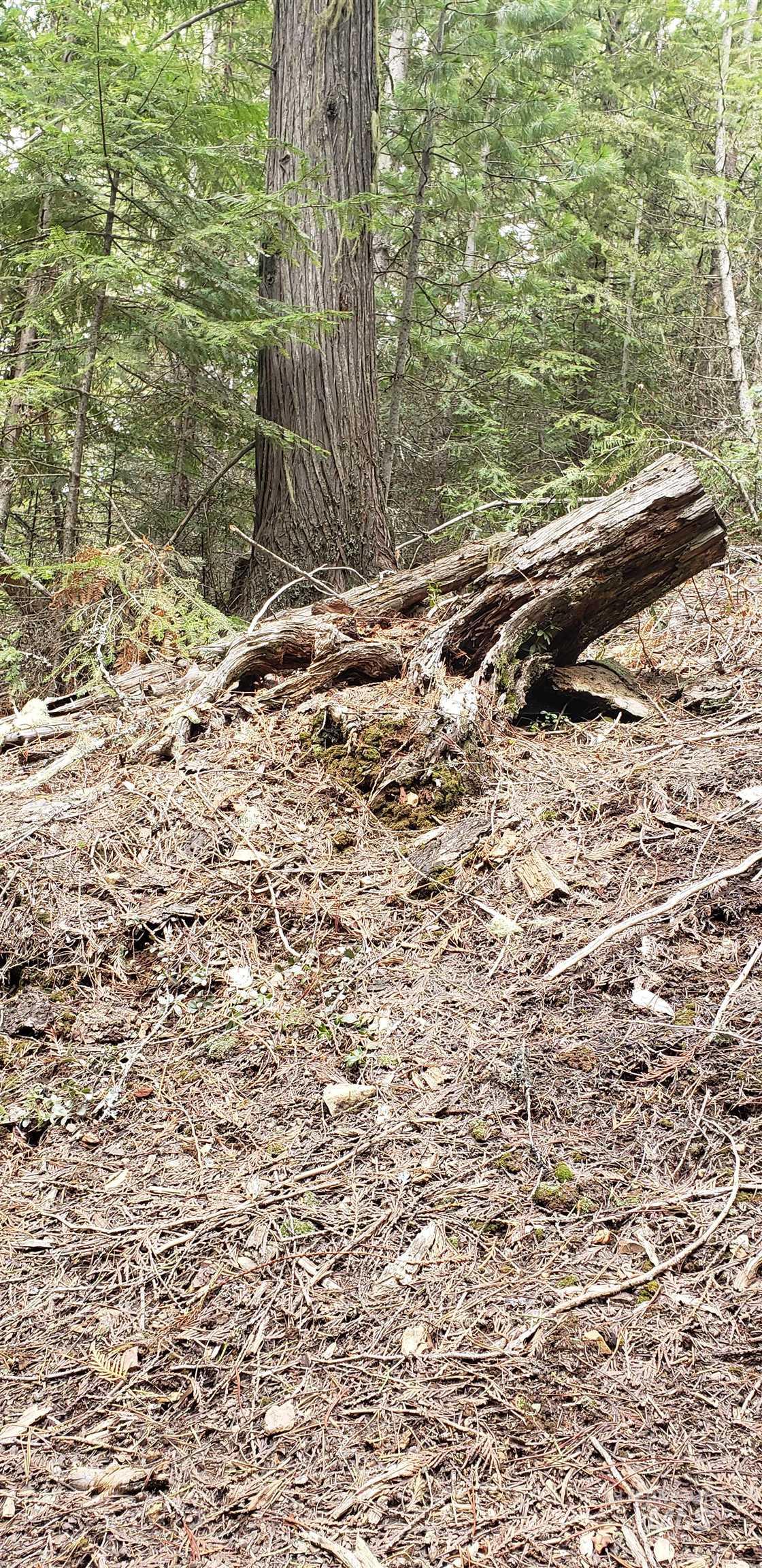 80 East Ridge Drive St. Maries, ID 83861 - Photo 19 of 33