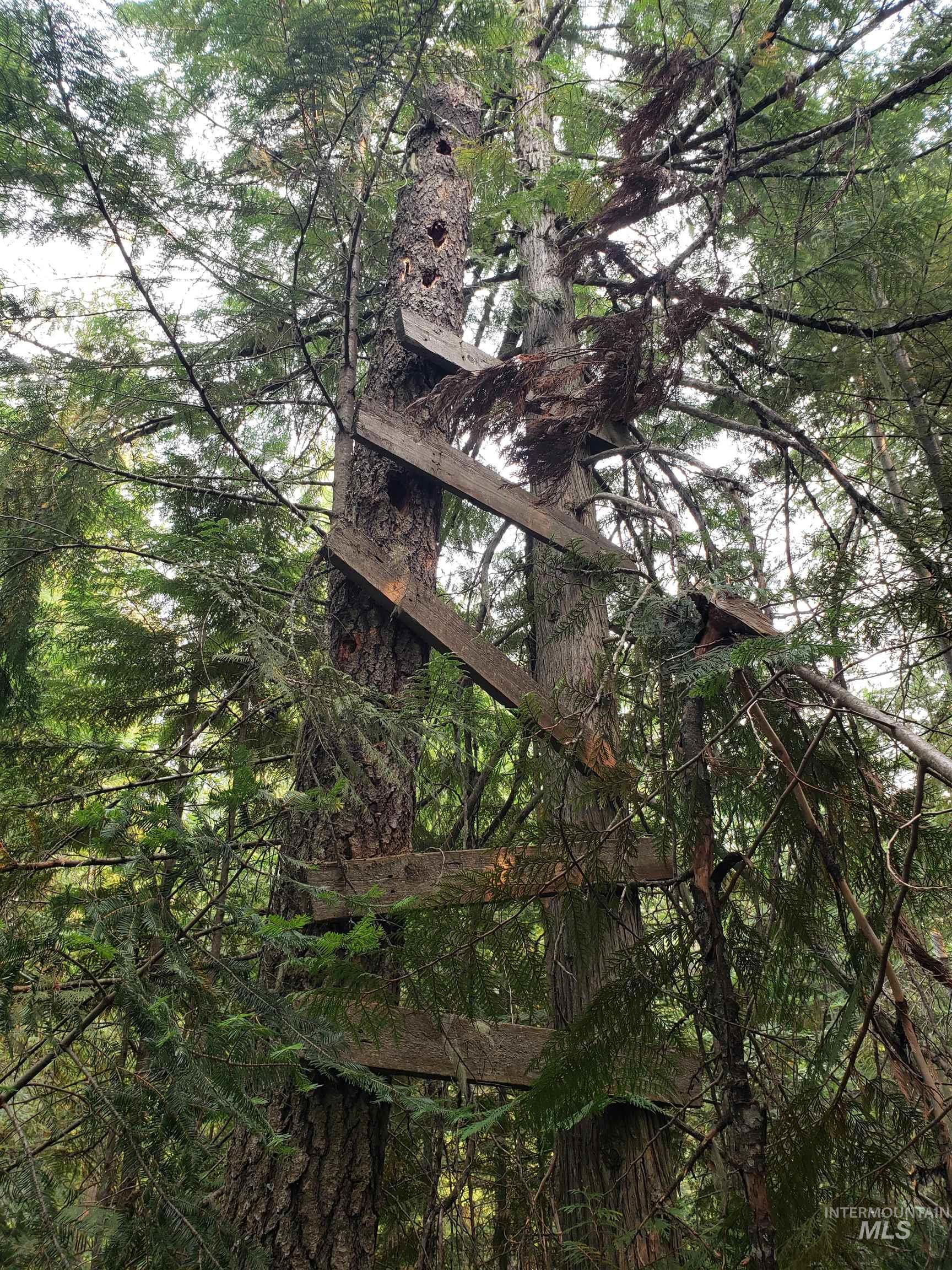 80 East Ridge Drive St. Maries, ID 83861 - Photo 2 of 33 View of wooded area