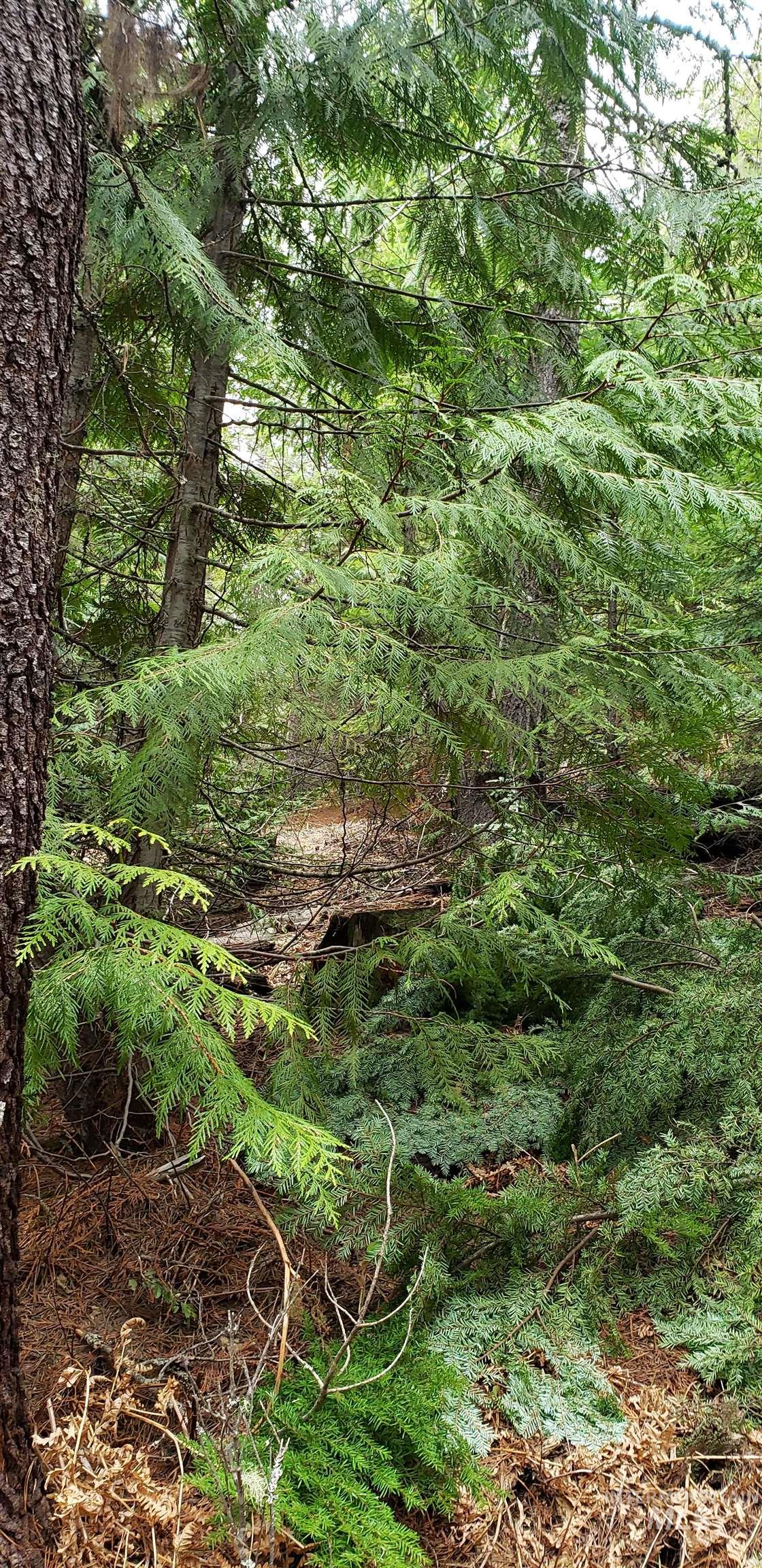 80 East Ridge Drive St. Maries, ID 83861 - Photo 26 of 33