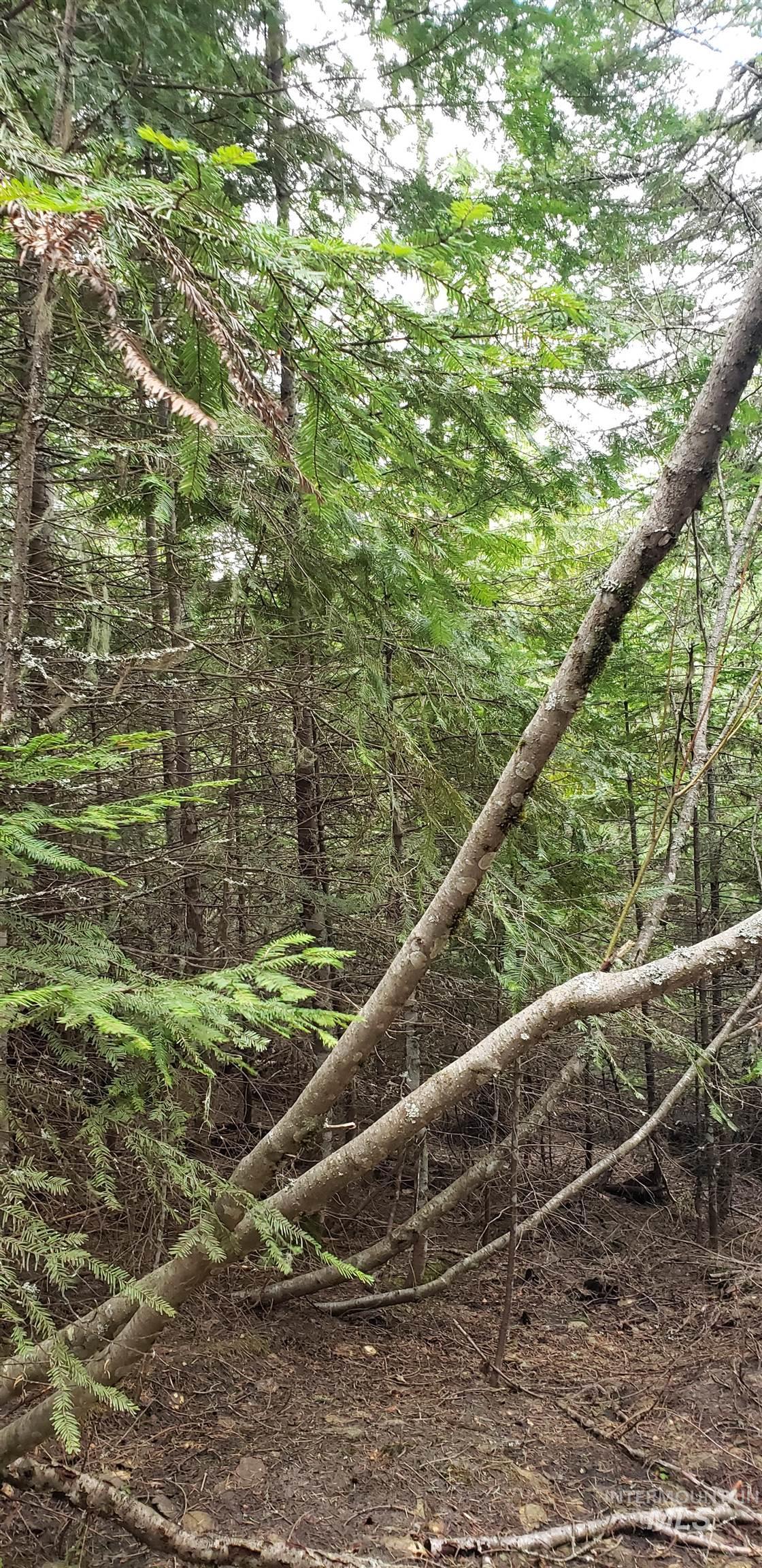 80 East Ridge Drive St. Maries, ID 83861 - Photo 29 of 33