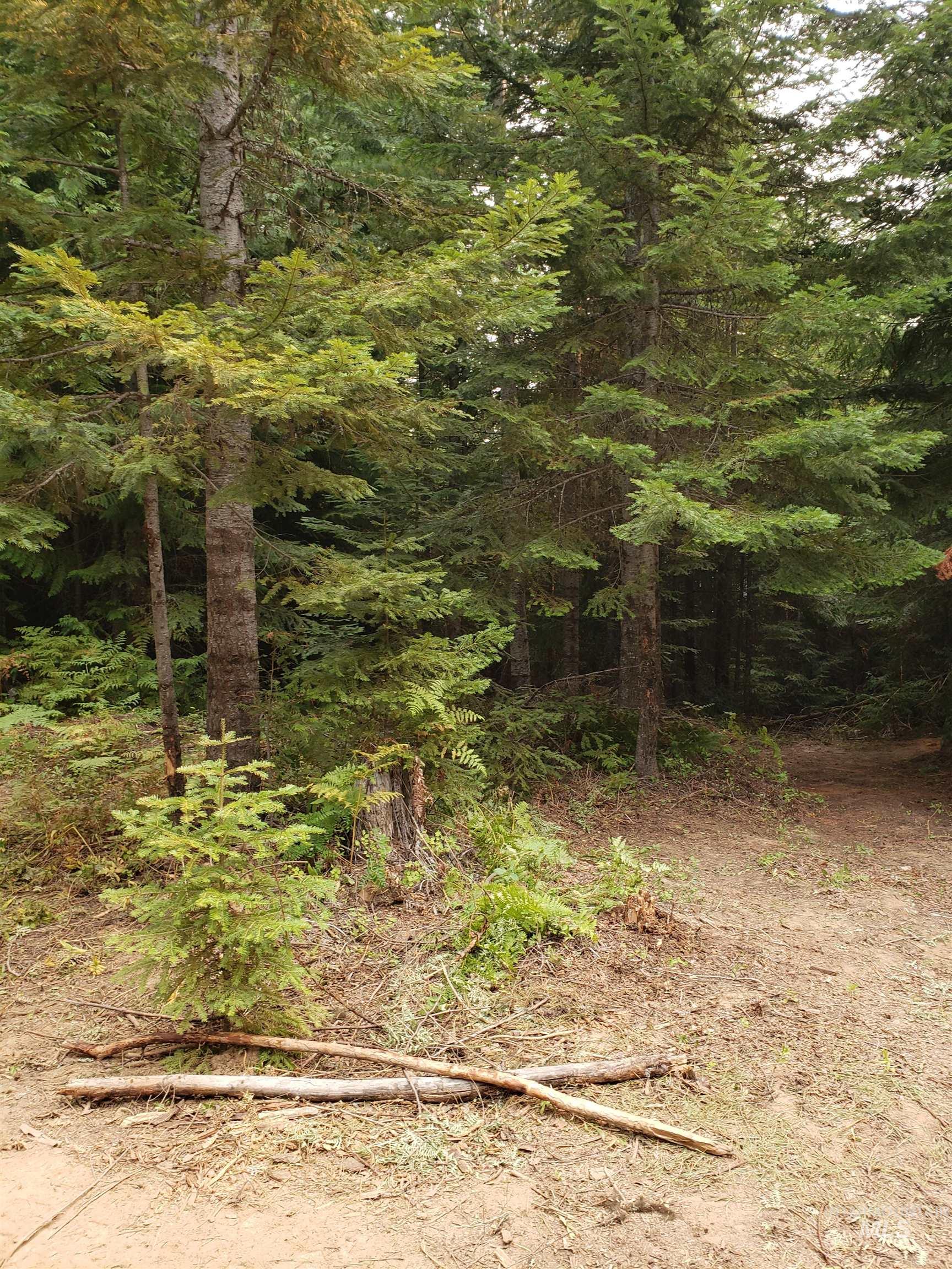 80 East Ridge Drive St. Maries, ID 83861 - Photo 4 of 33 View of wooded area