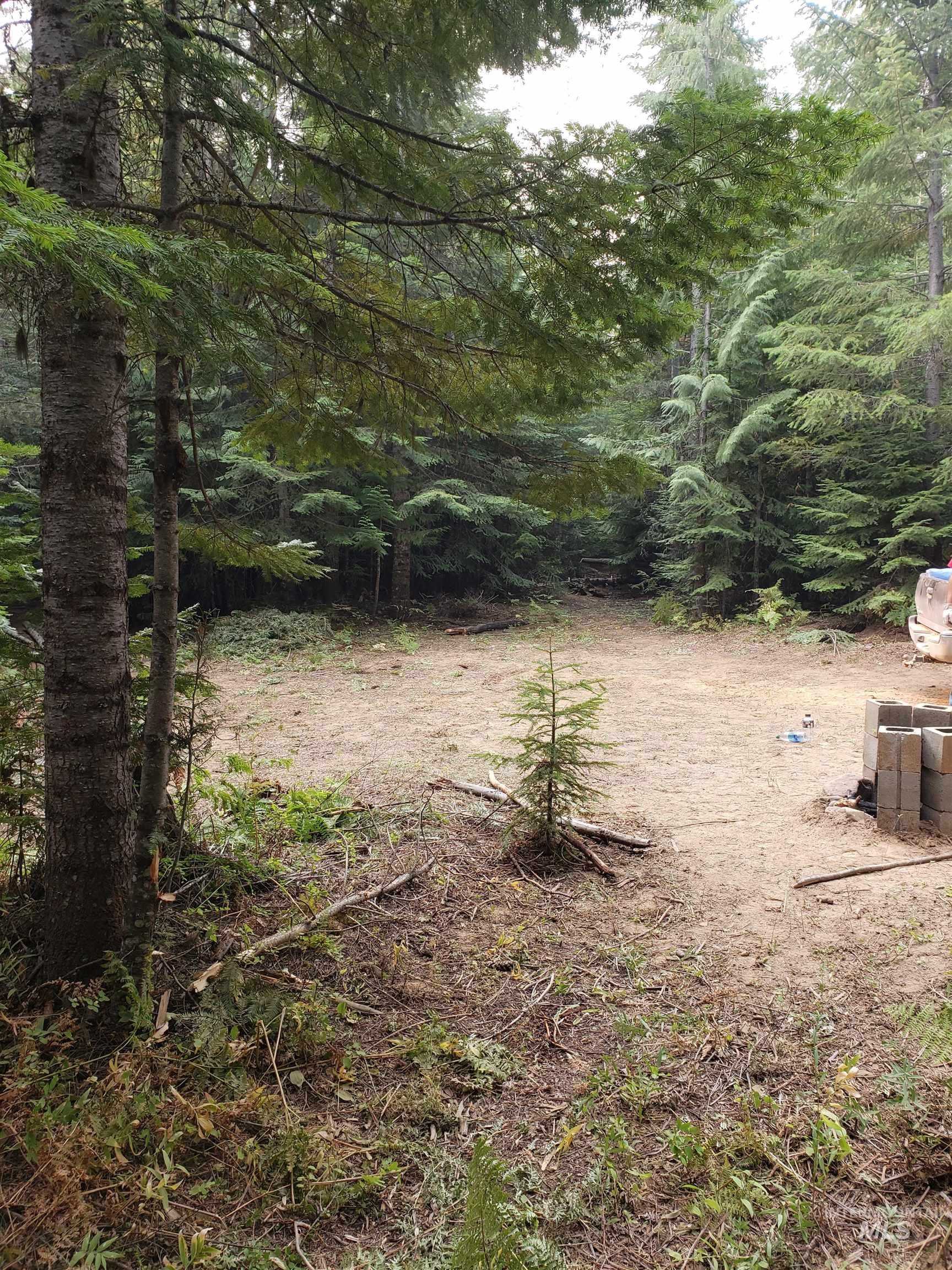 80 East Ridge Drive St. Maries, ID 83861 - Photo 6 of 33 View of woods