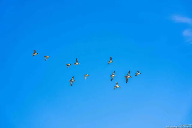 a view of yard with large tree