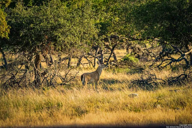 $28,950,000 | 8300 Scr 314, Rocksprings, TX 78880