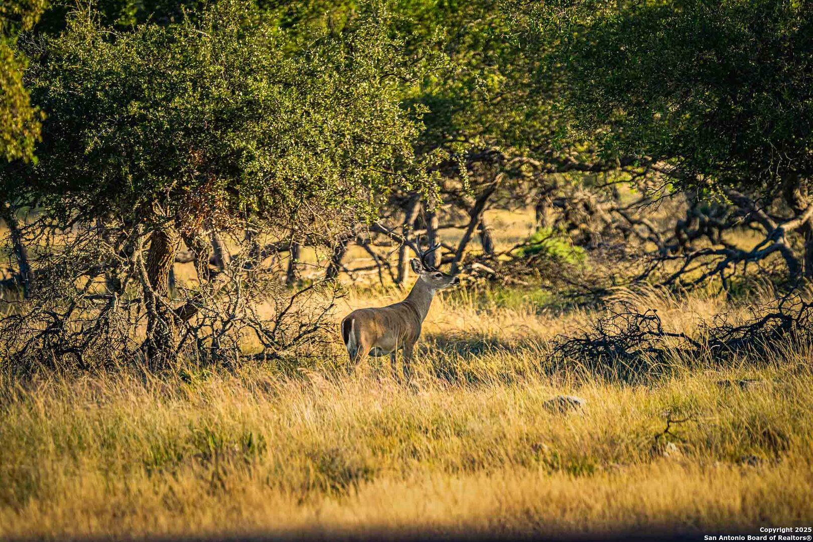 8300 Scr 314 Rocksprings, TX 78880 - Photo 67 of 74 a view of yard with large tree