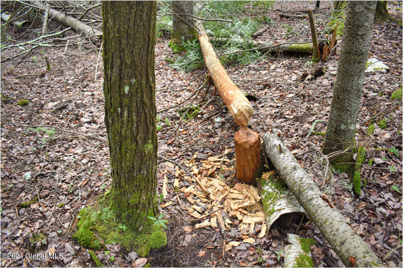 3-4 Adirondack Heights Road Chestertown, NY 12817 - Photo 9 of 33 tt9