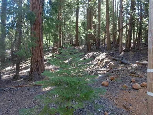 $29,500 | 411 Big Meadows Road, Canyon Dam, CA 95923