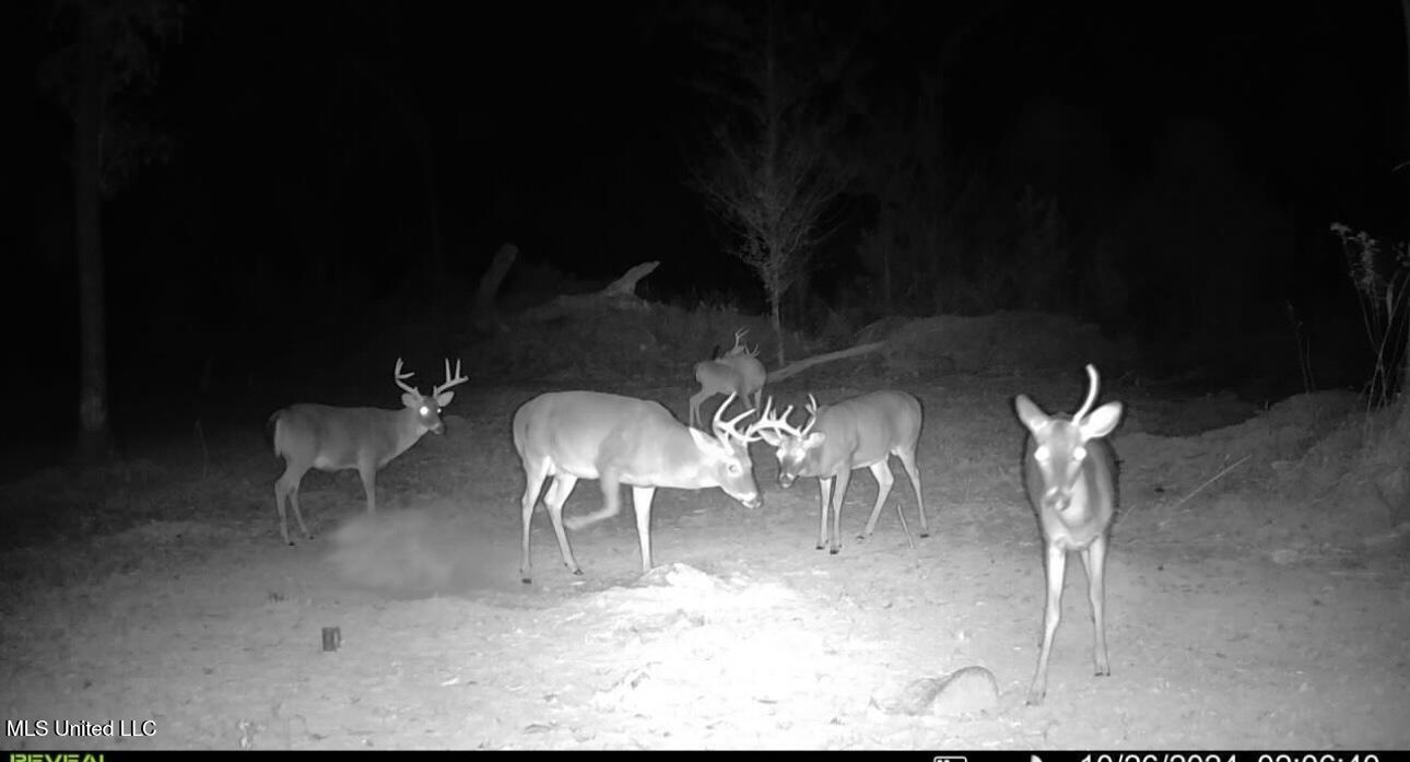 1 Abernathy Road Flora, MS 39071 - Photo 19 of 22 IMG_0271