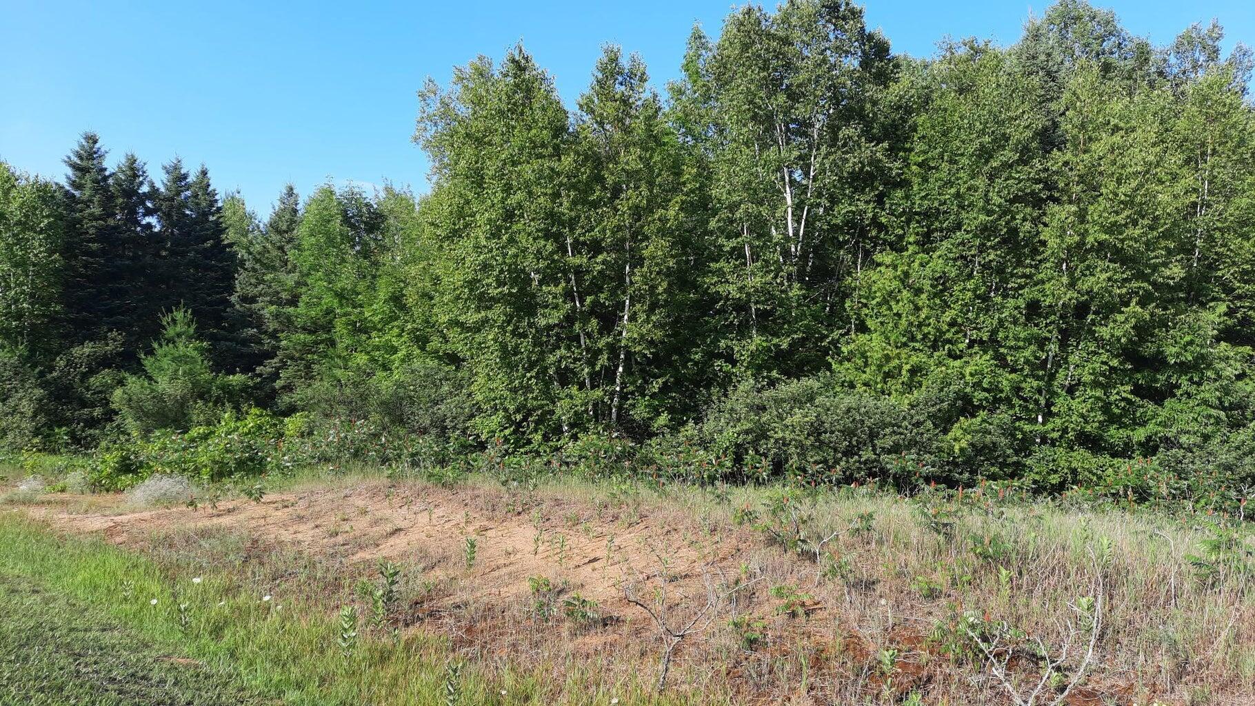 Black Bear Road Alpena, MI 49707 - Photo 3 of 4 Gallery Image 3