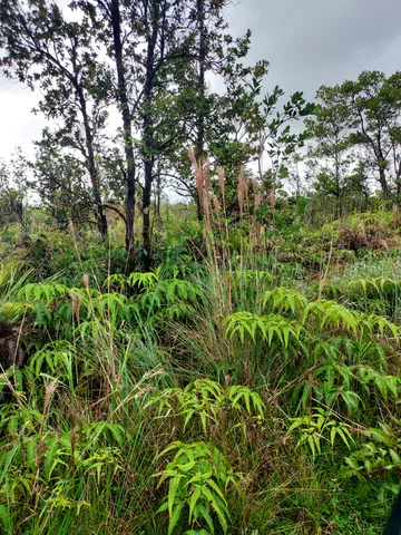 $30,000 | 11-1811 Lot 31 Mikana St Mountain View, Pahoa, HI 96778