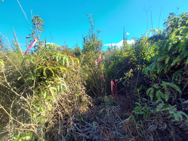 a view of a lush green space