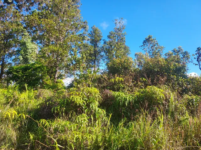 a view of a large yard with lots of green space