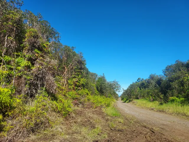 a view of a tree with a plant in front of it