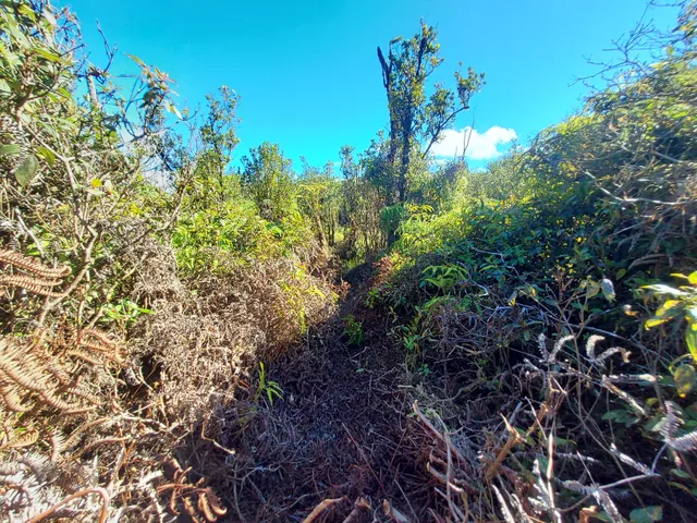 a picture of flowers