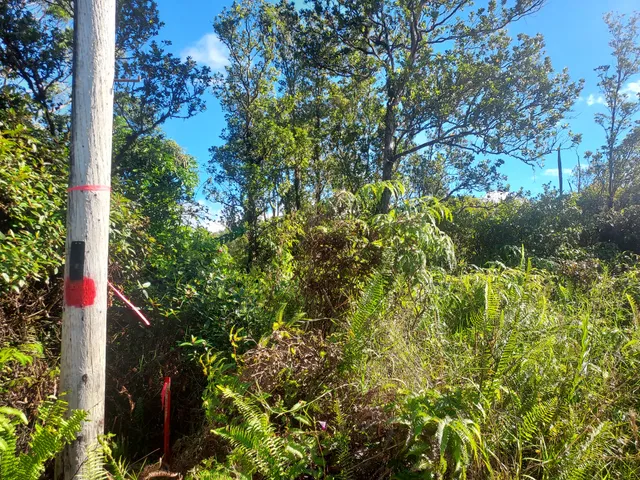 a view of a tree in a garden