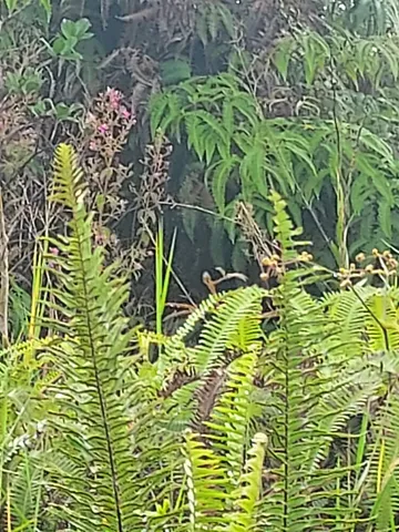 $30,000 | 11-1811 Lot 31 Mikana St Mountain View, Pahoa, HI 96778