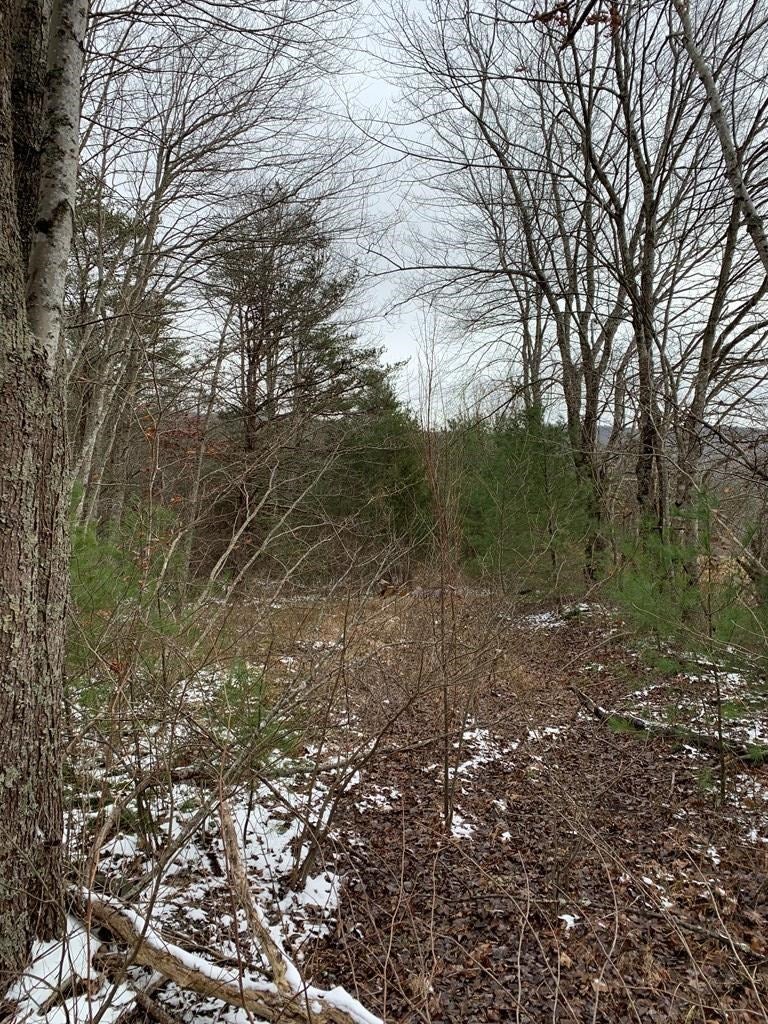 Tbd Tbd Grapefield Road Bastian, VA 24314 - Photo 27 of 39 Gallery Image 27