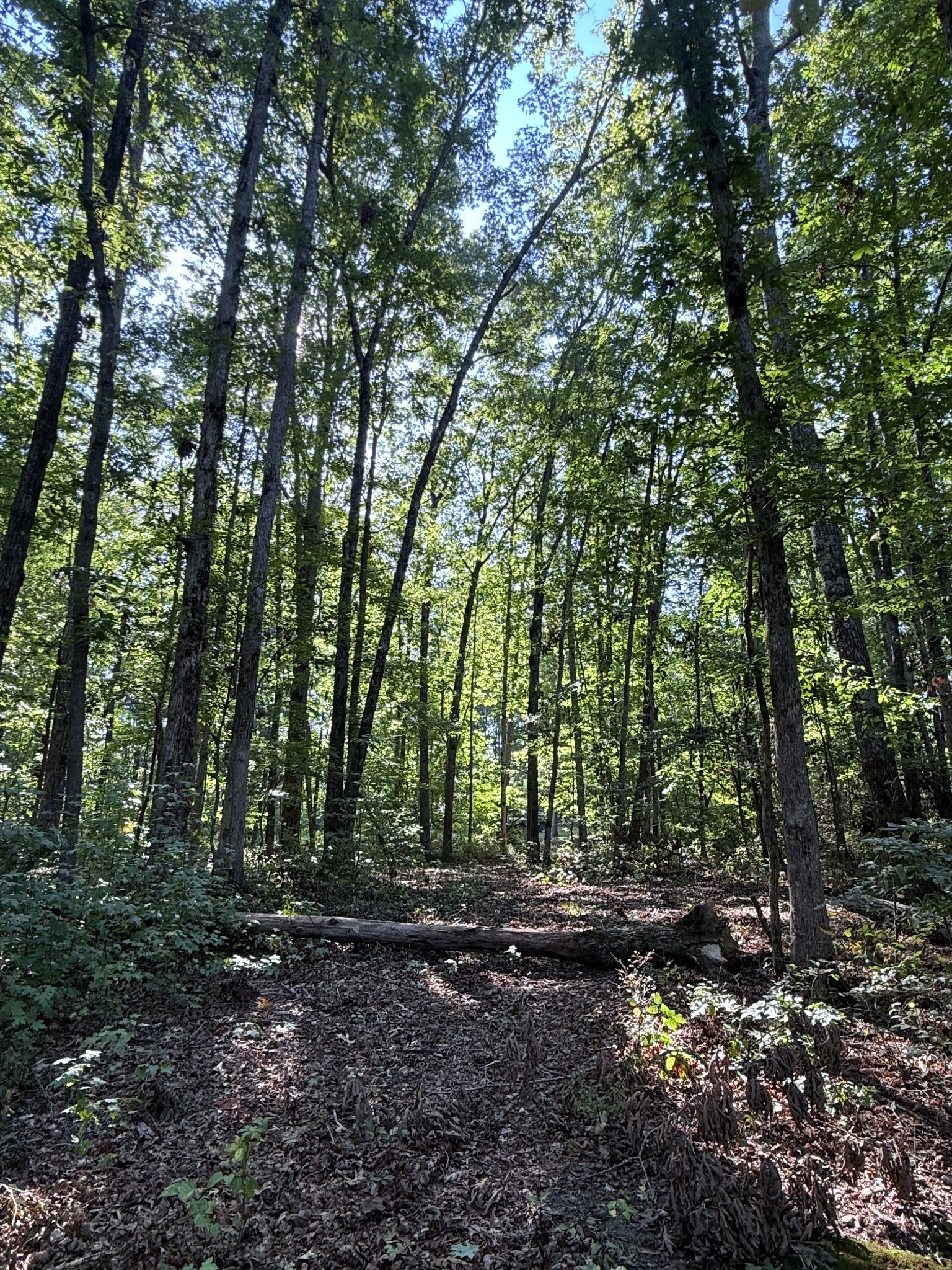 0 Pigeon Springs Road Tracy City, TN 37387 - Photo 4 of 17 a view of a forest with trees