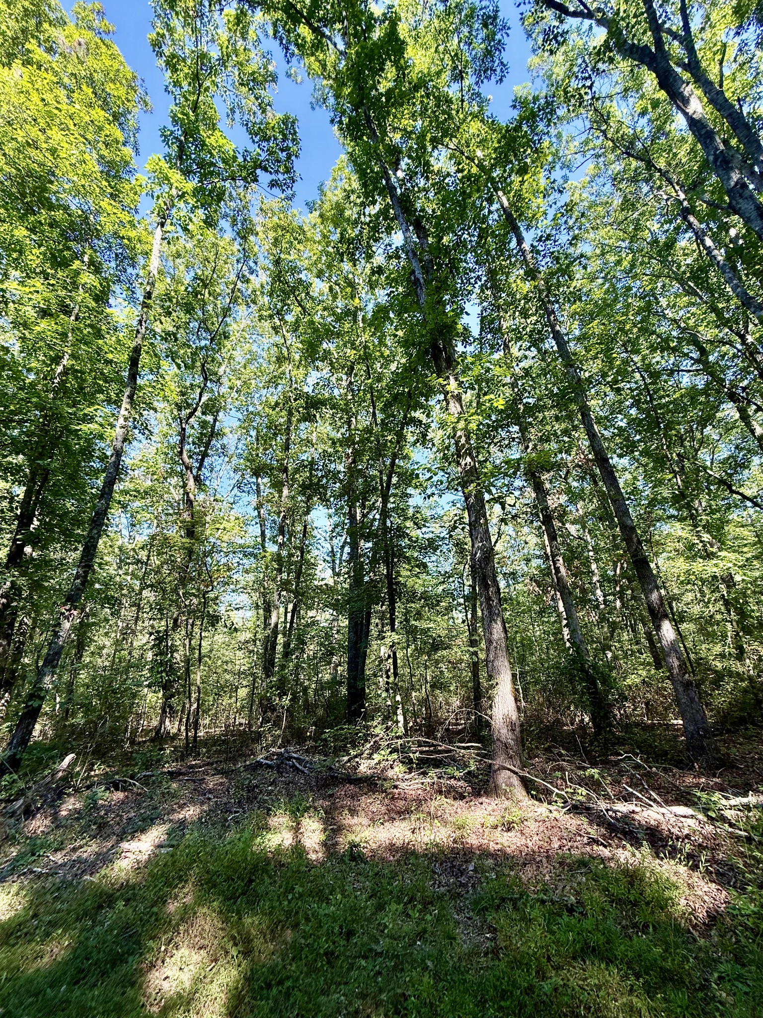 0 Pigeon Springs Road Tracy City, TN 37387 - Photo 5 of 17 a view of a forest with trees in the background