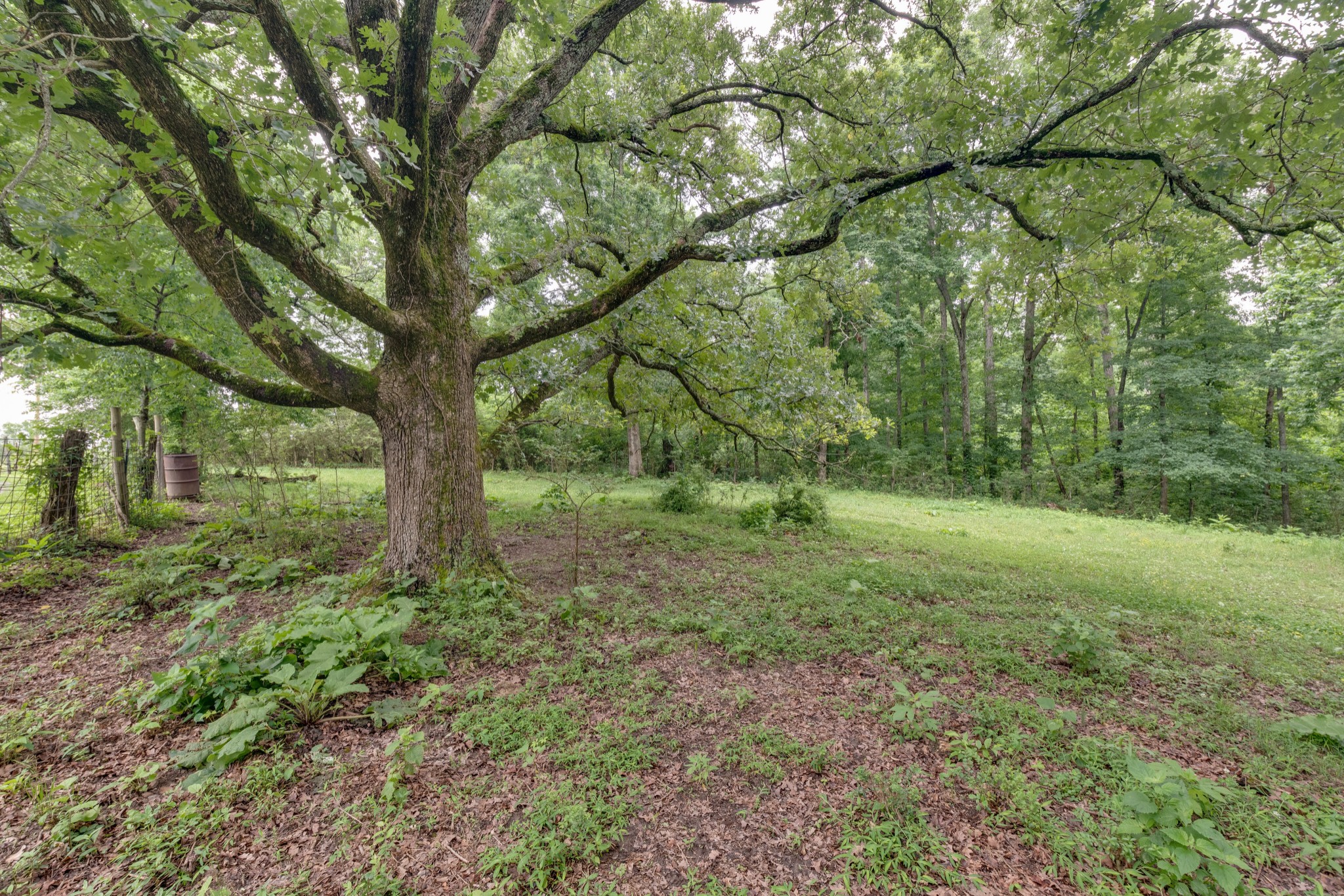 7795 Pewitt Road Franklin, TN 37064 - Photo 15 of 20 a view of a yard with a tree