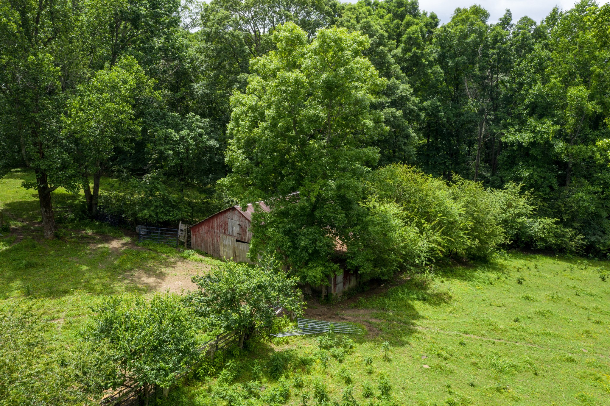 7795 Pewitt Road Franklin, TN 37064 - Photo 18 of 20 a big yard with lots of green space and plants