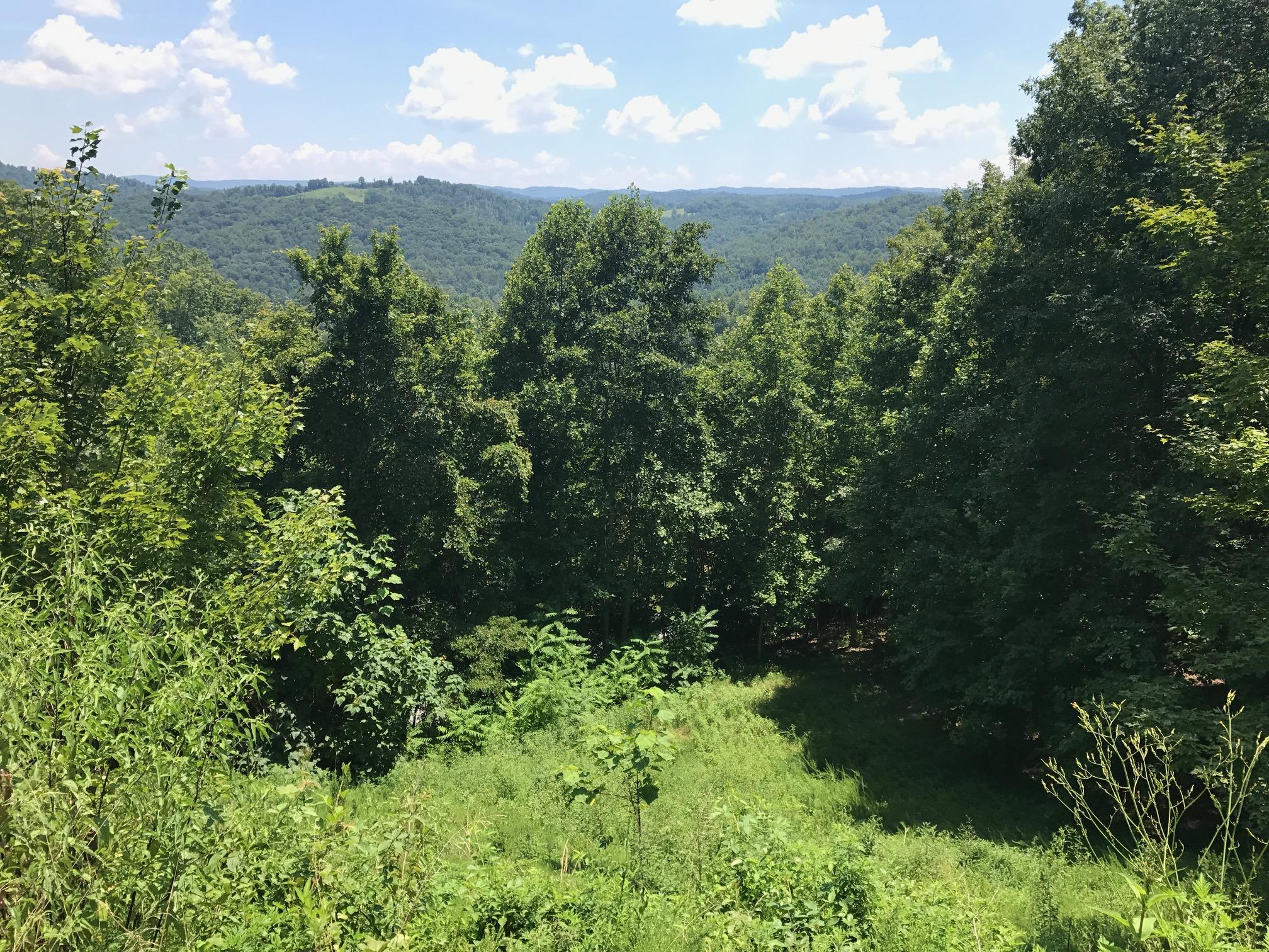 368 Lick Branch Road New Tazewell, TN 37825 - Photo 6 of 18 Lot 368 Lick Branch, LMS Norris Lake TN