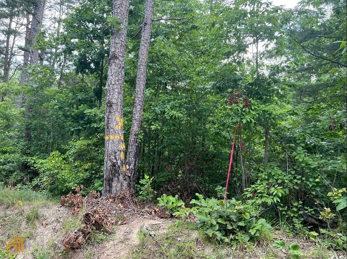 0 Mosley Springs Road Lyerly, GA 30730 - Photo 1 of 1 Gallery Image 1