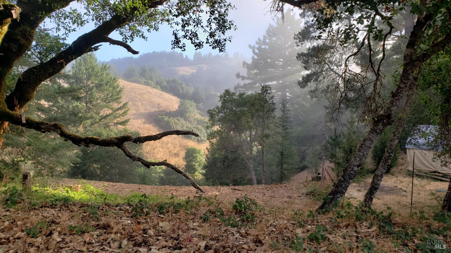 2333 Guntley Road Philo, CA 95466 - Photo 48 of 57 a view of a tree in a yard