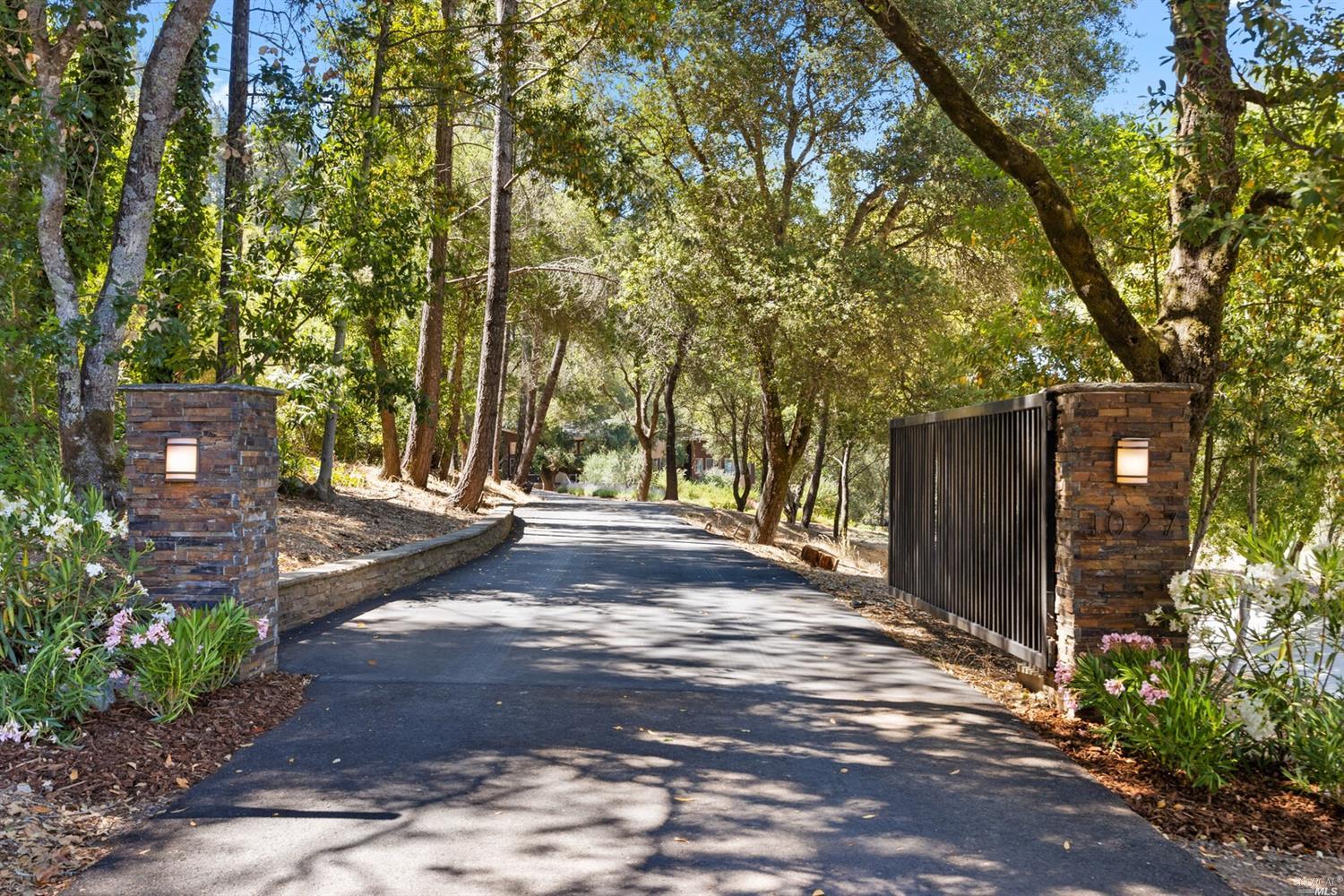 a view of a yard with plants and trees