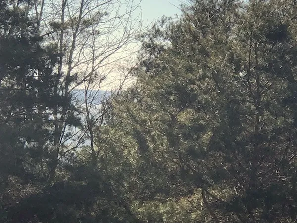 a view of tree