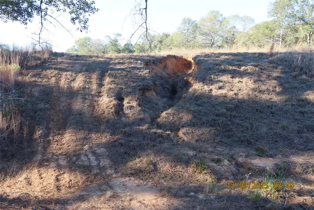 a view of a yard with large trees