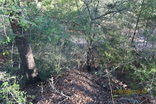 a view of a forest with lots of trees