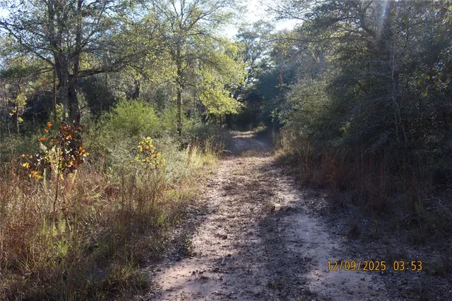 a view of a forest with trees all around