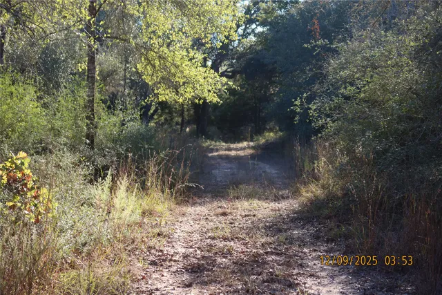 a view of a yard with plants and a tree