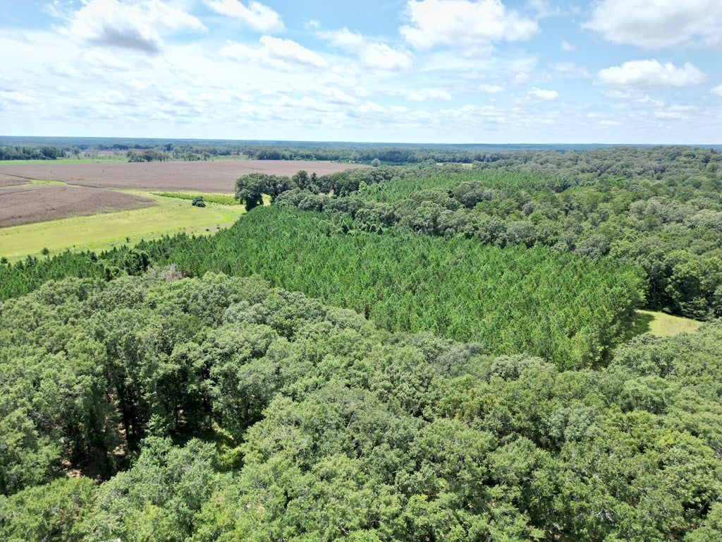 109 Cattle Gap Road Cuthbert, GA 39840 - Photo 8 of 58 Gallery Image 8