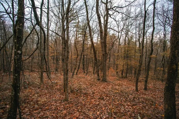 a view of backyard with green space