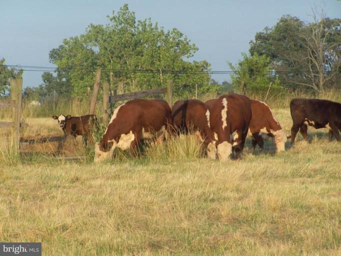 15110 Motters Station Road Rocky Ridge, MD 21778 - Photo 5 of 20 Pasture