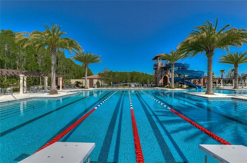 29241 Perilli Place Wesley Chapel, FL 33543 - Photo 42 of 53 a view of swimming pool with a yard and palm trees