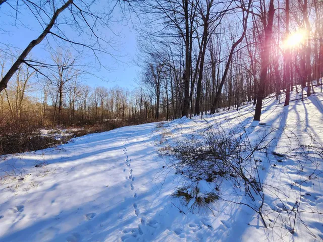 a view of dirt yard with a large tree