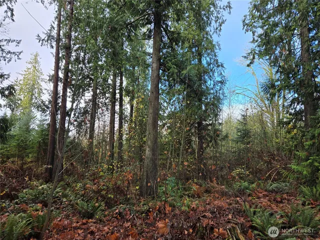 a view of a yard with large trees