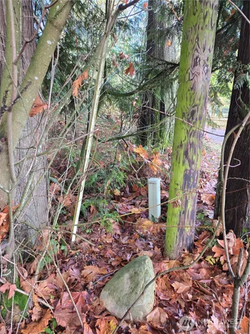 a view of a yard with plants and trees