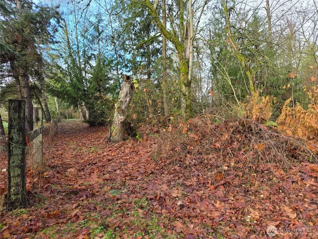 a view of a forest with trees