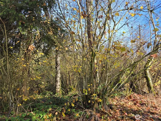 a view of a yard with a tree