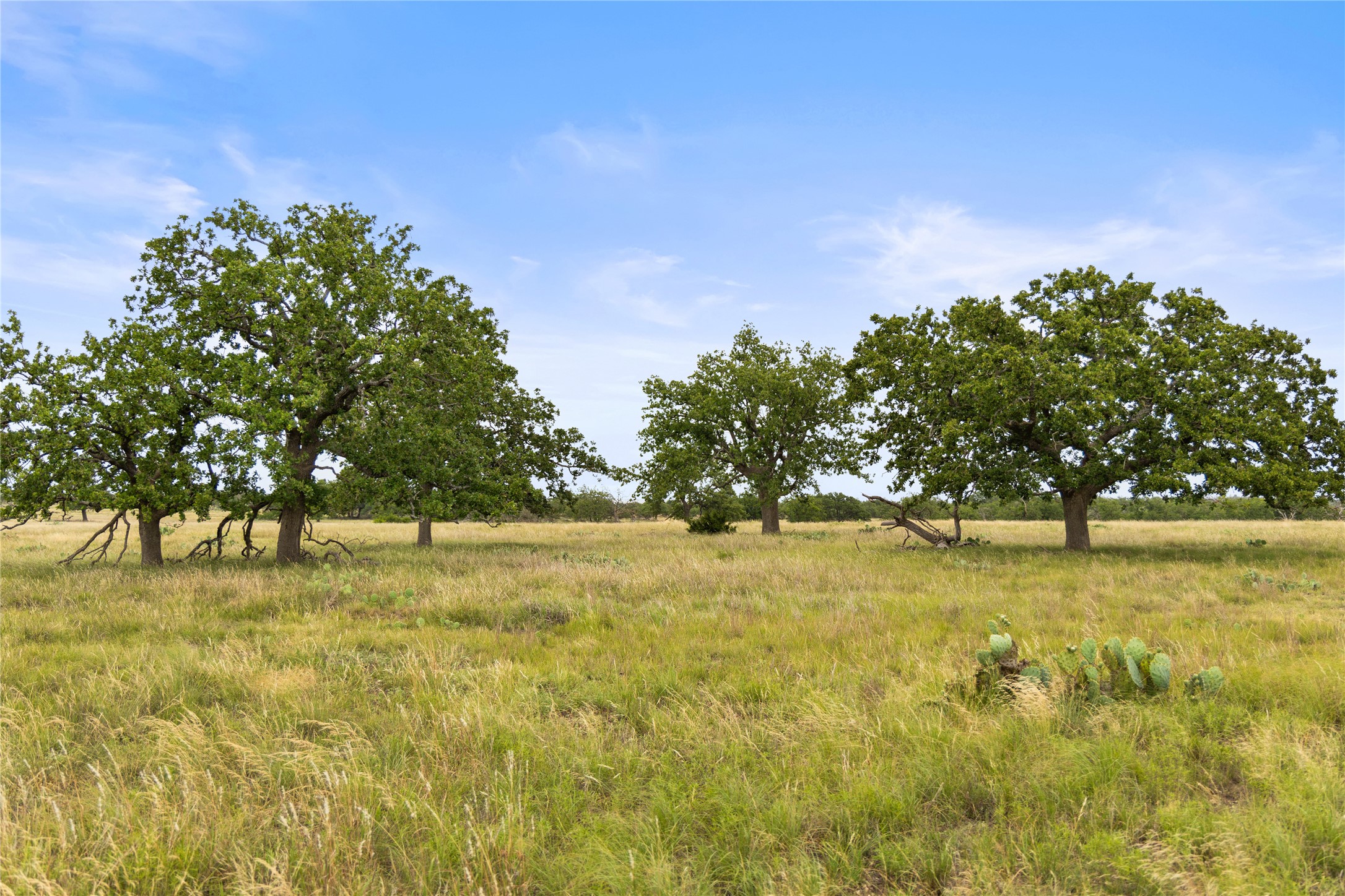 3049 Reservation Road Harper, TX 78631 - Photo 34 of 40 a view of yard with trees
